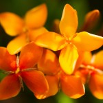 full hd wallpapers – цветы Иксора