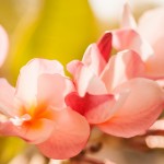 Ванильные заставки full hd