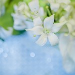 Праздник дня явления Шри Нитьянанды – Повелителя голубого цвета!