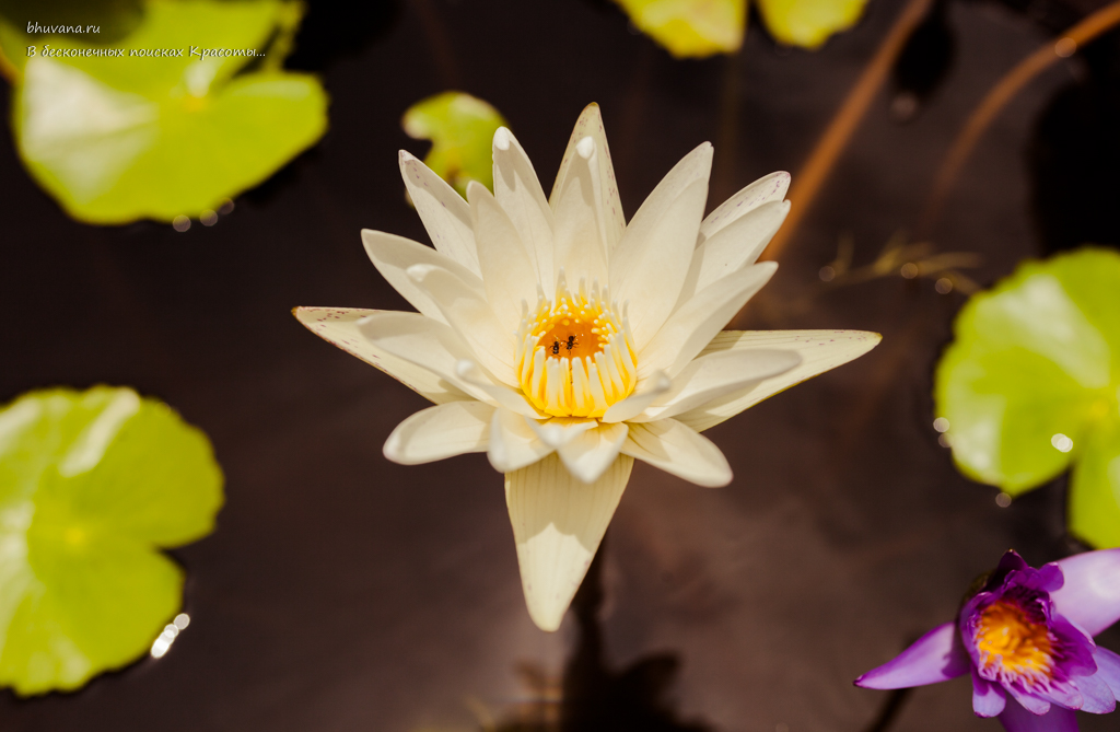 белая водяная лилия