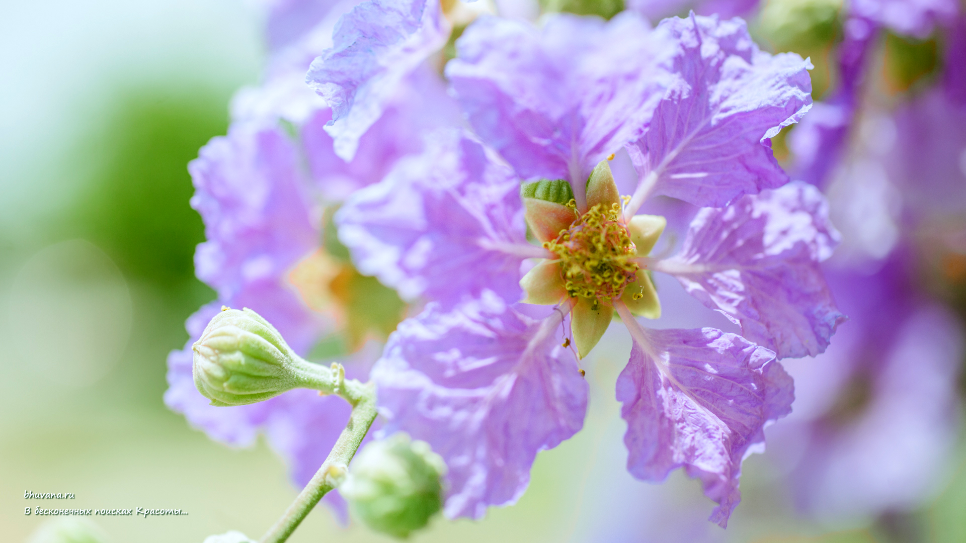 фиолетовые цветы 1920x1080 - 1