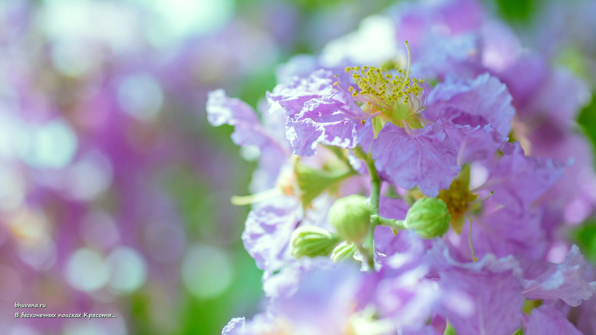 фиолетовые цветы 1920x1080 - 2