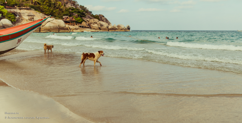 собака и море