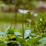 Как прошёл день ухода Шрилы Шридхара Махараджа (Фотоотчет из Храма)