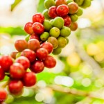 Ягоды кофе, и как добывают кофейные зёрна